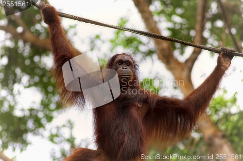 Image of Borneo Orangutan