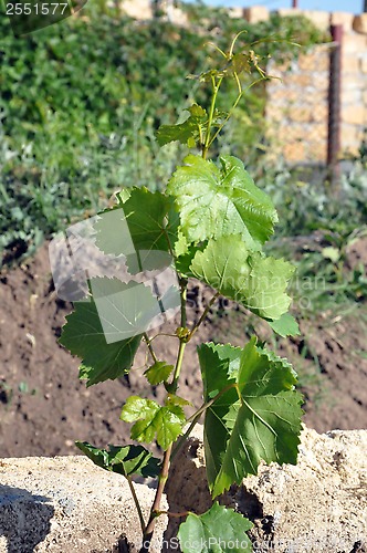 Image of grape