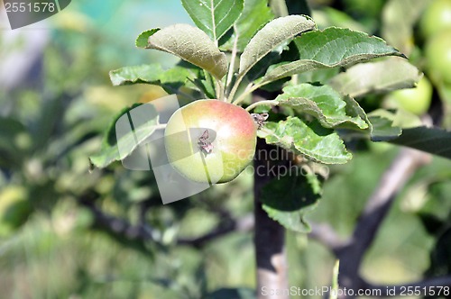 Image of apple