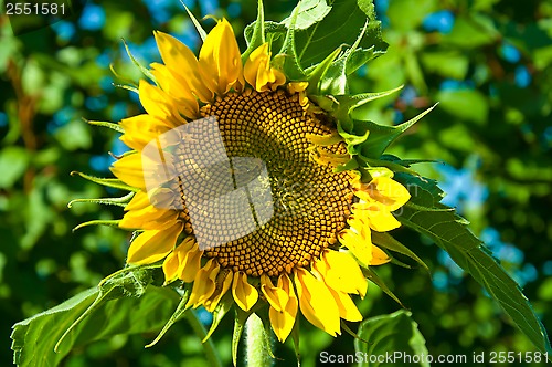 Image of sunflower