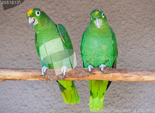 Image of Parrots