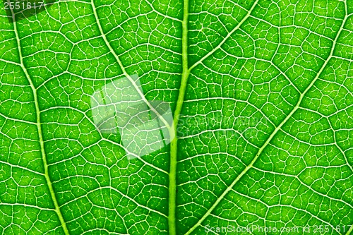 Image of Green leaf