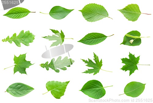 Image of Green Leaves