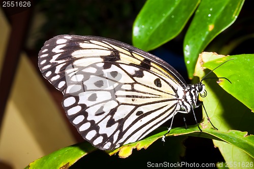 Image of Butterfly