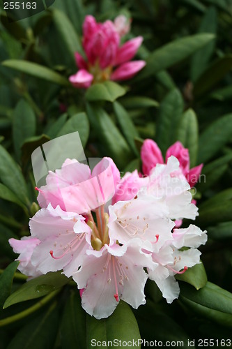 Image of Rhododendron Dreamland