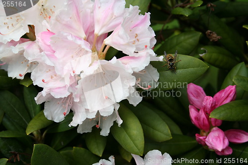 Image of Rhododendron Dreamland