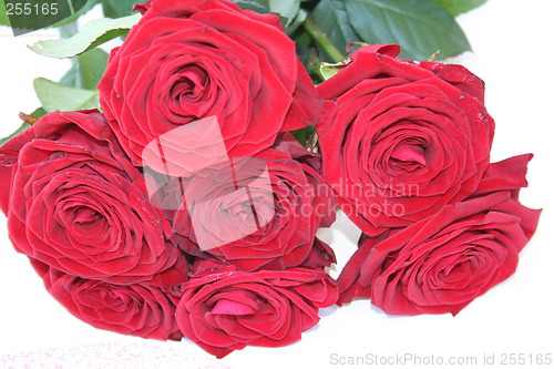 Image of Red roses