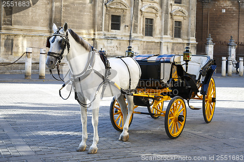 Image of White horse and traditional tourist carriage in Sevilla