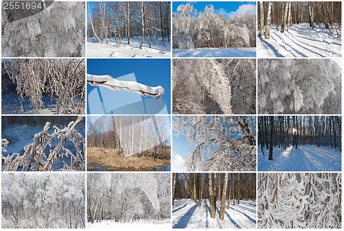 Image of Winter forest