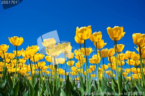 Image of Tulip flowers