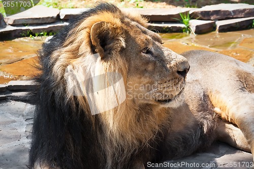 Image of Lion