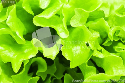 Image of Lettuce