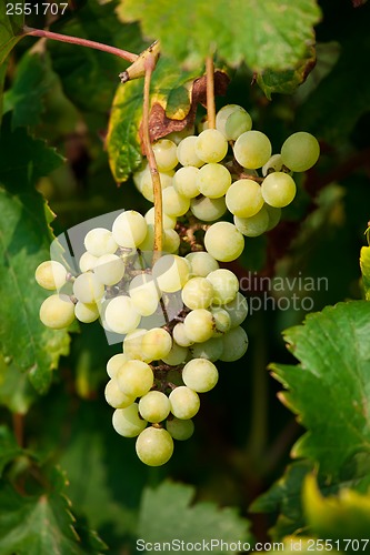 Image of Grapes