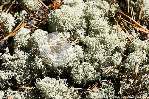 Image of Lichen