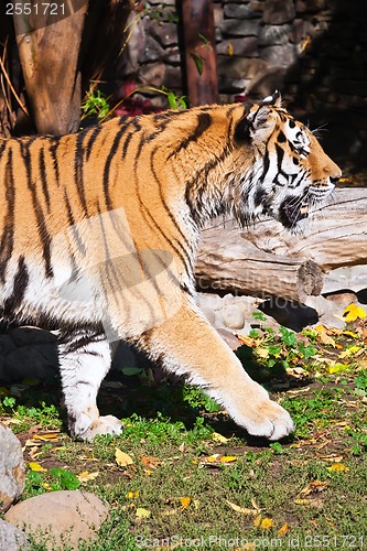 Image of Tiger