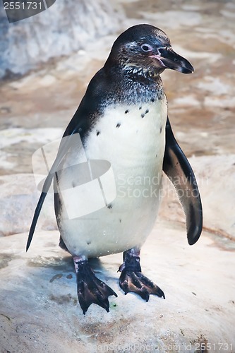 Image of Penguin