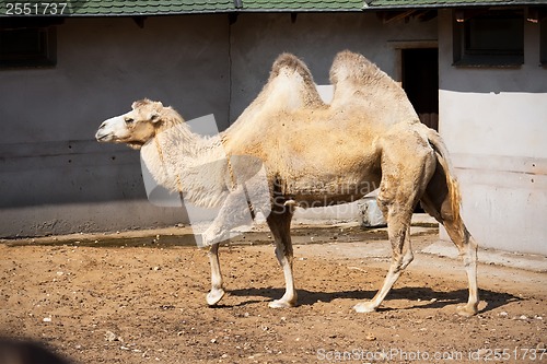 Image of Camel