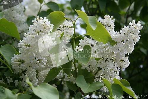 Image of Syringa Vulgaris alba