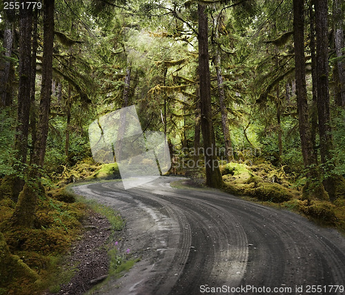 Image of Rain Forest With A Dirt Road