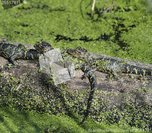 Image of Baby Alligators