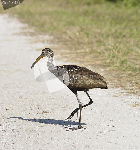 Image of Limpkin Bird