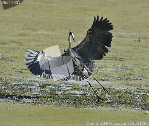 Image of Great Blue Heron