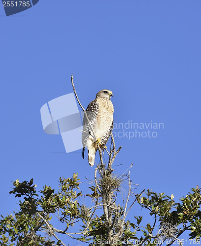 Image of Broad-Winged Hawk