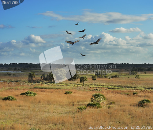 Image of Florida Wetlands Scenic View