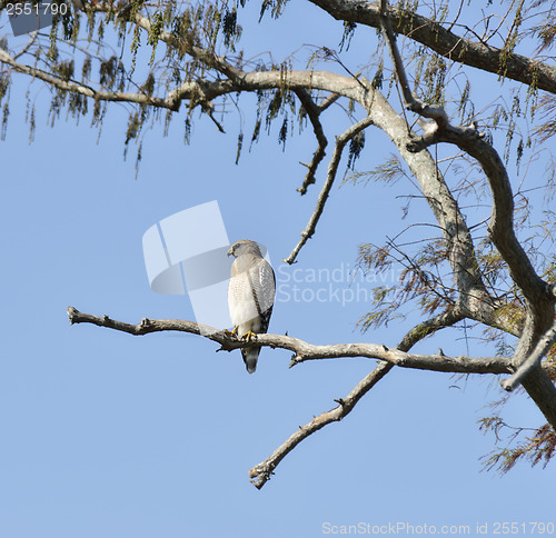 Image of Red-Shouldered Hawk 