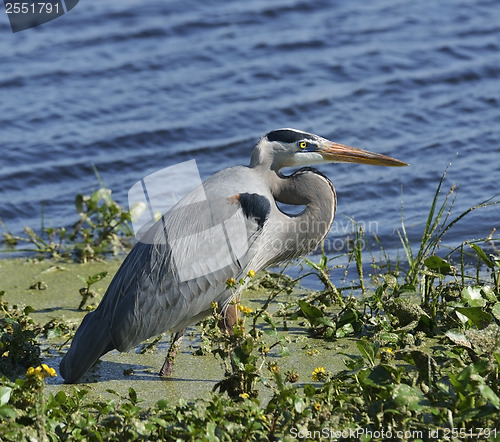 Image of Great Blue Heron