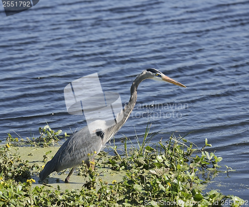 Image of Great Blue Heron