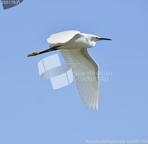 Image of Snow Egret 
