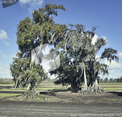 Image of Live Oaks and Spanish Moss