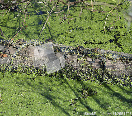 Image of Baby Alligators