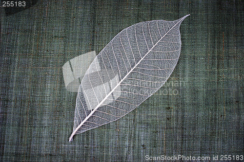 Image of Transparent leaf