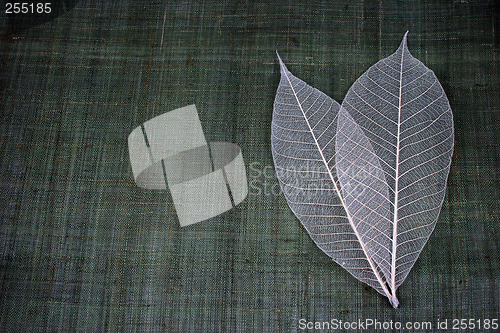 Image of Transparent leaves