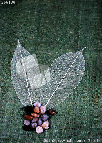 Image of Transparent leaf and small stones