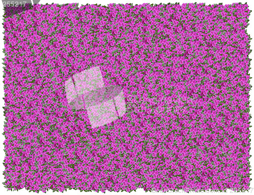 Image of Purple impatiens background. From The Floral background series
