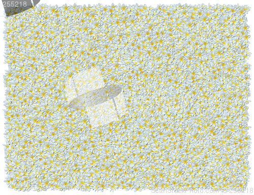 Image of Frangipani background. From The Floral background series