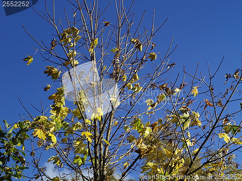 Image of Autumn