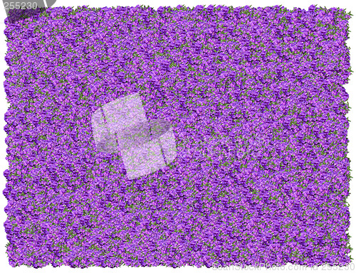 Image of Tibouchina background. From The Floral background series