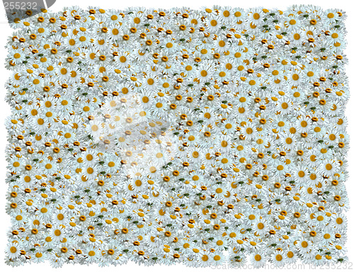 Image of White Daisies background. From The Floral background series