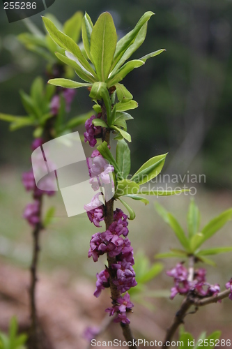 Image of daphne merzereum