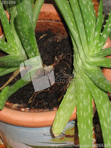 Image of Aloe plant