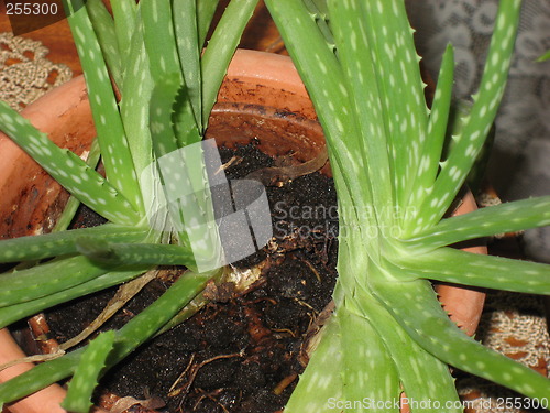 Image of Aloevera plant