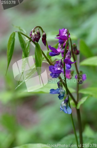 Image of spring flower