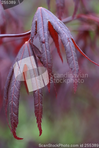 Image of maple leaves