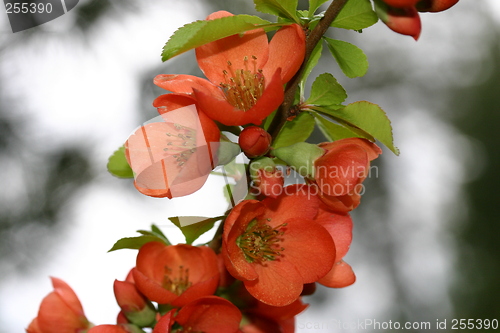 Image of chaenomeles japonica