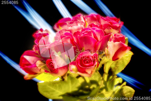 Image of Bunch of red roses