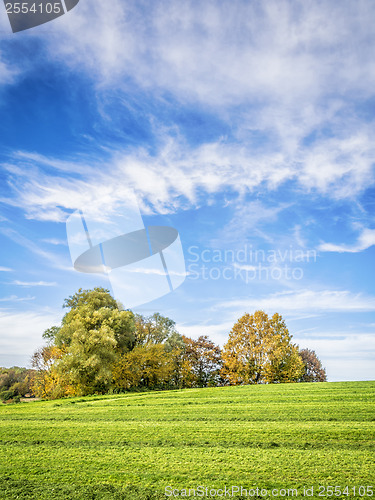 Image of Trees on green meadow